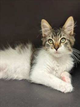 SOLDIER -  Domestic Medium Hair Cat for Adoption in Hayward, California - SOLDIER | PetCurious