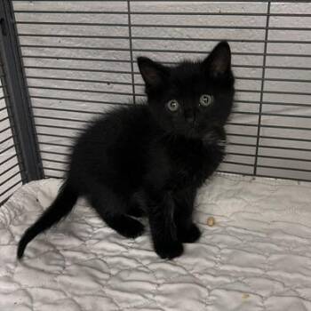 Atlas-C -  Domestic Short Hair Cat for Adoption in East St. Louis, Illinois - Atlas-C | PetCurious