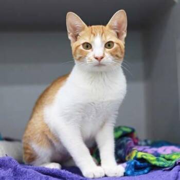 Scrump -  Domestic Short Hair Cat for Adoption in Atlanta, Georgia - Scrump | PetCurious