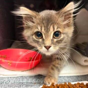 Edwina -  Domestic Long Hair Cat for Adoption in Woodbury, New Jersey - Edwina | PetCurious