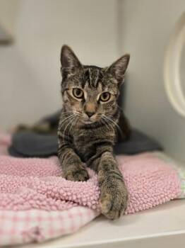 Rescue Domestic Short Hair Cats for Adoption in Woodstock, Illinois - Quinley | PetCurious