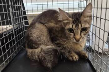 WILLOW -  Domestic Medium Hair Cat for Adoption in Fort Myers, Florida - WILLOW | PetCurious
