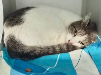 Sunny D -  Domestic Short Hair Cat for Adoption in New York, New York - Sunny D | PetCurious