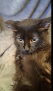 Smokey -  Domestic Short Hair Cat for Adoption in Shawnee, Oklahoma - Smokey | PetCurious