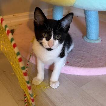 Hollywood -  Domestic Short Hair Cat for Adoption in Sunrise, Florida - Hollywood | PetCurious