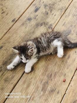 DAFFODIL -  Domestic Long Hair Cat for Adoption in San Antonio, Texas - DAFFODIL | PetCurious