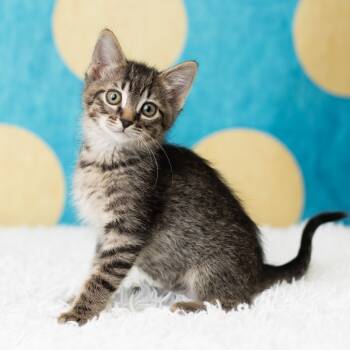 Rescue Domestic Short Hair Cats for Adoption in Saint Paul, Minnesota - Karter | PetCurious