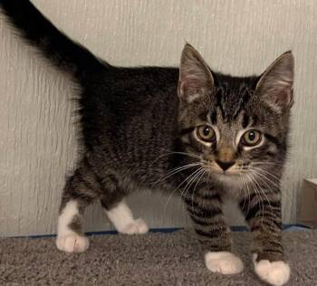 Barney -  Domestic Short Hair Cat for Adoption in Danville, Indiana - Barney | PetCurious