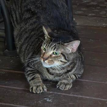 Kiwi -  Domestic Short Hair Cat for Adoption in Bedford, New Hampshire - Kiwi | PetCurious