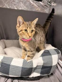 SOPHIE -  Domestic Short Hair Cat for Adoption in Grovetown, Georgia - SOPHIE | PetCurious