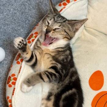 Fall -  Domestic Short Hair and Bengal Cat for Adoption in Silver Spring, Maryland - Fall | PetCurious