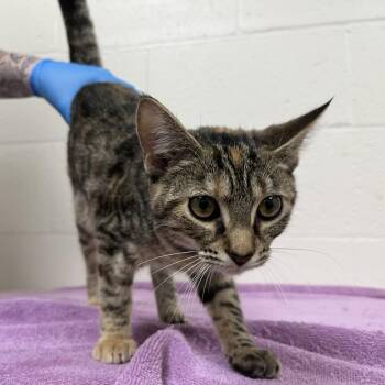 SVAS-Stray-39407 -  Domestic Short Hair Cat for Adoption in Lyndhurst, Virginia - SVAS-Stray-39407 | PetCurious