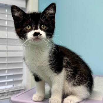 Rescue Domestic Short Hair and Tuxedo Cats for Adoption in Morris, Minnesota - Charlie | PetCurious