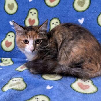 Blade -  Domestic Medium Hair Cat for Adoption in Valdosta, Georgia - Blade | PetCurious