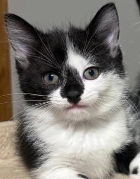 Rescue Domestic Short Hair Cats for Adoption in Lemont, Illinois - Nani | PetCurious