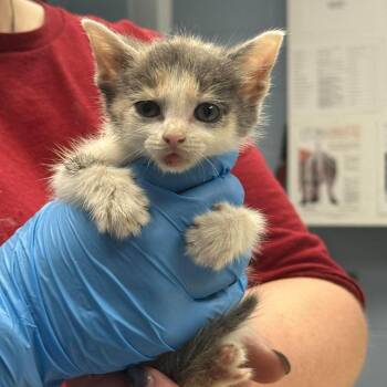 Marigold -  Domestic Short Hair Cat for Adoption in Martinsville, Virginia - Marigold | PetCurious