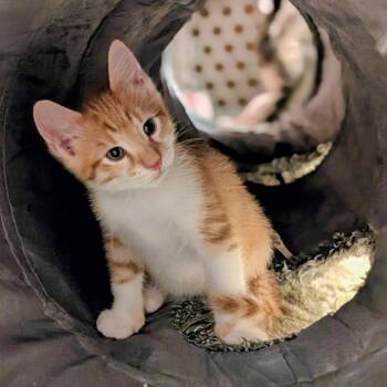 Zinger -  Domestic Short Hair Cat for Adoption in Middleton, Wisconsin - Zinger | PetCurious