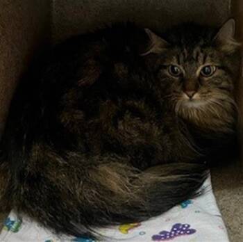 Domestic Medium Hair Cats Available for Adoption in Louisville, Kentucky - BOO | PetCurious