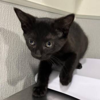 Domestic Short Hair Cats Available for Adoption in Tampa, Florida - Rue | PetCurious
