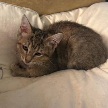 Lizzy -  Domestic Short Hair Cat for Adoption in Hernando, Mississippi - Lizzy | PetCurious