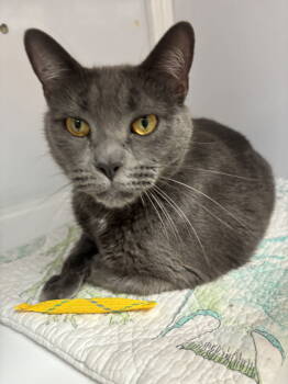 Rescue Domestic Short Hair Cats for Adoption in Alexandria, Virginia - Doobie | PetCurious