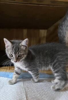Moscato -  Domestic Short Hair Cat for Adoption in Metamora, Illinois - Moscato | PetCurious