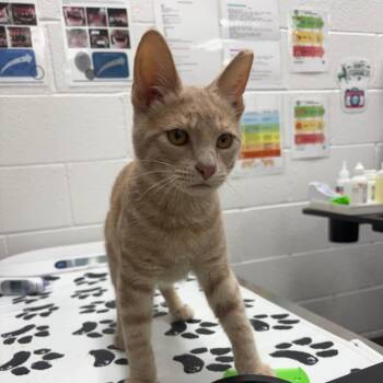 Burt -  Domestic Short Hair Cat for Adoption in Incline Village, Nevada - Burt | PetCurious