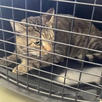 Tuff boy -  Domestic Short Hair Cat for Adoption in Montgomery, Alabama - Tuff Boy | PetCurious