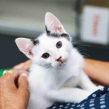 Moe -  Domestic Short Hair Cat for Adoption in Atlanta, Georgia - Moe | PetCurious