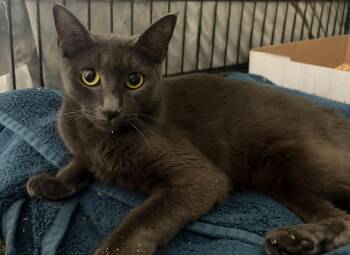Mae -  Domestic Short Hair Cat for Adoption in Westfield, Massachusetts - Mae | PetCurious