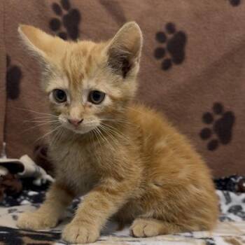 Billy Bob -  Domestic Short Hair Cat for Adoption in Janesville, Wisconsin - Billy Bob | PetCurious