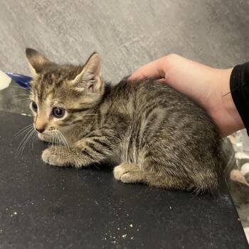Jasmine -  American Shorthair Cat for Adoption in Dickinson, Texas - Jasmine | PetCurious
