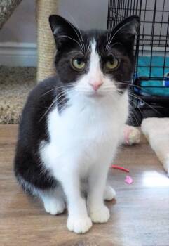 Rescue Domestic Short Hair Cats for Adoption in Hamilton, Ontario - Bernie | PetCurious