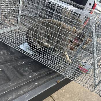 Domestic Short Hair Cats Available for Adoption - Cat_2 | PetCurious