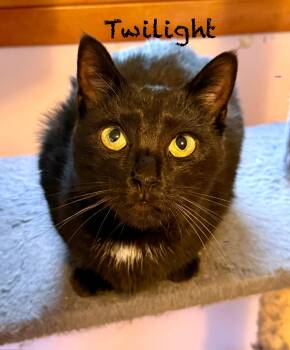 Rescue Domestic Short Hair Cats for Adoption in Frewsburg, New York - Twilight | PetCurious