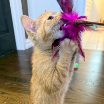 Domestic Short Hair Cats Available for Adoption in Pleasanton, California - Orsen | PetCurious