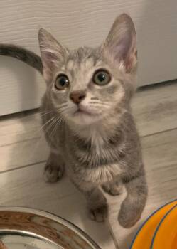 Grace -  Domestic Short Hair Cat for Adoption in Zephyrhills, Florida - Grace | PetCurious