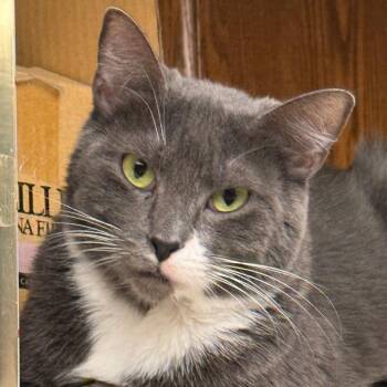 Lola -  Domestic Short Hair Cat for Adoption in Los Angeles, California - Lola | PetCurious