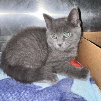 Dipsy Doodle -  Domestic Short Hair Cat for Adoption in Candler, North Carolina - Dipsy Doodle | PetCurious
