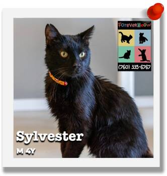 Sylvester -  Domestic Short Hair Cat Available for Adoption in Palm Desert, California - Sylvester | PetCurious