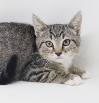 Connections- He is so cute and cuddly - ready to solve your love -  Tabby Cat for Adoption in Bedford Hills, New York - Connections- He Is So Cute And Cuddly - Ready To Solve Your Love | PetCurious