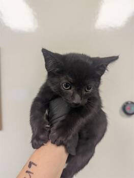 Domestic Short Hair Cats Available for Adoption in Ontario, California - ZOOM | PetCurious