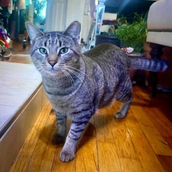 Rescue Domestic Short Hair Cats for Adoption in Fairway, Kansas - Tiny | PetCurious