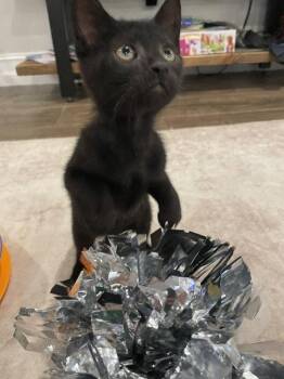 Bam Bam (new) -  Domestic Short Hair Cat Available for Adoption in Zephyrhills, Florida - Bam Bam (new) | PetCurious