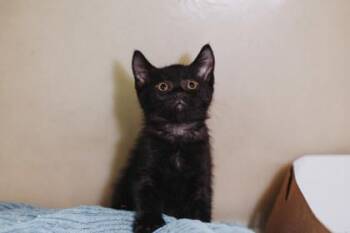92294a Morpheus -  Domestic Short Hair Cat for Adoption in North Charleston, South Carolina - 92294a Morpheus | PetCurious