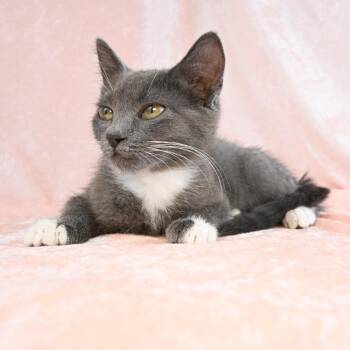 Ghost -  Domestic Short Hair Cat for Adoption in Mobile, Alabama - Ghost | PetCurious
