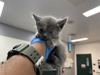 Domestic Short Hair Cats Available for Adoption in Thousand Palms, California - A1912942 | PetCurious