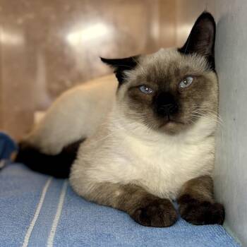 Hamburger -  Siamese and Domestic Short Hair Cat for Adoption in Glenwood Springs, Colorado - Hamburger | PetCurious