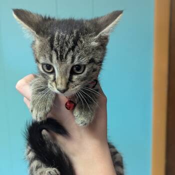 Rescue Domestic Short Hair Cats for Adoption in Johnstown, Pennsylvania - Hagrid | PetCurious