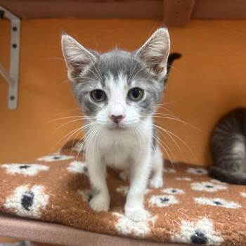 Paisley -  Domestic Short Hair Cat Available for Adoption in Fresno, California - Paisley | PetCurious